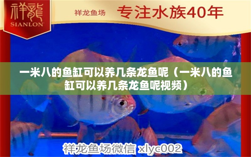 一米八的魚缸可以養(yǎng)幾條龍魚呢（一米八的魚缸可以養(yǎng)幾條龍魚呢視頻）