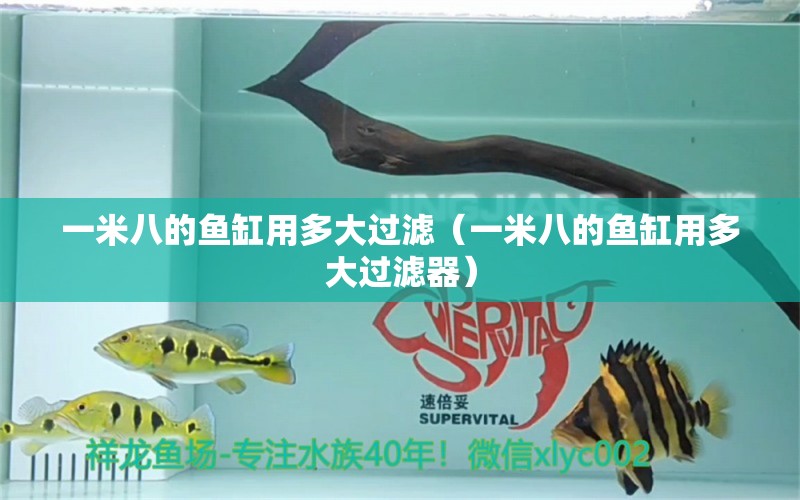 一米八的魚缸用多大過濾（一米八的魚缸用多大過濾器） 魚缸百科