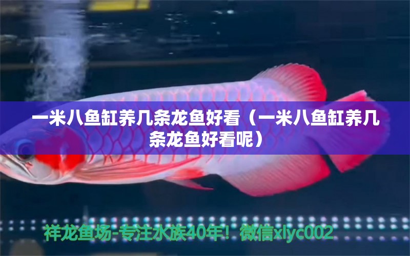 一米八魚缸養(yǎng)幾條龍魚好看（一米八魚缸養(yǎng)幾條龍魚好看呢） 魚缸百科