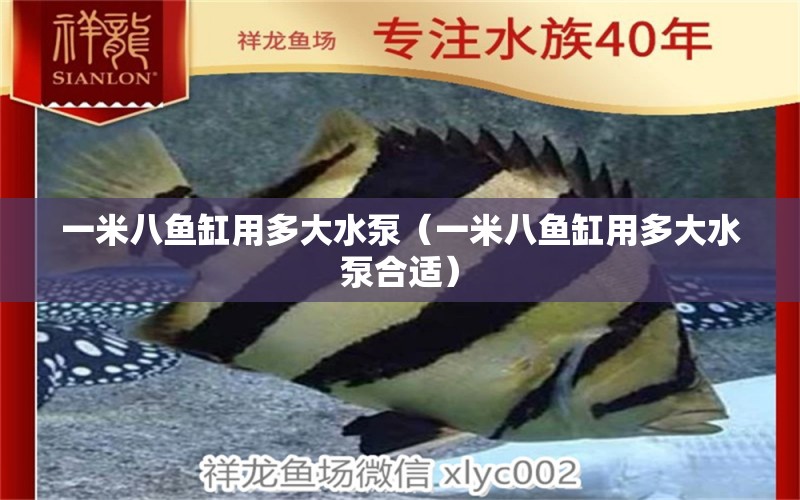 一米八魚缸用多大水泵（一米八魚缸用多大水泵合適）