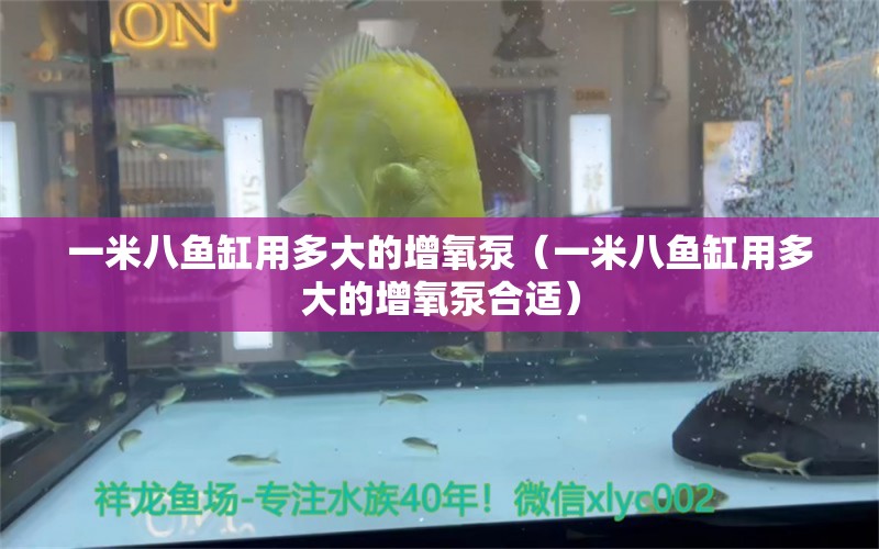 一米八魚缸用多大的增氧泵（一米八魚缸用多大的增氧泵合適） 魚缸百科