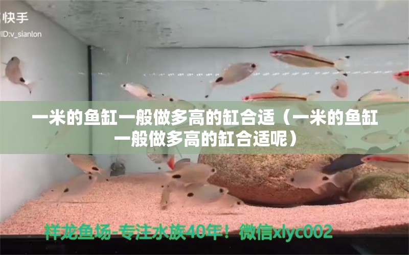 一米的魚(yú)缸一般做多高的缸合適（一米的魚(yú)缸一般做多高的缸合適呢）