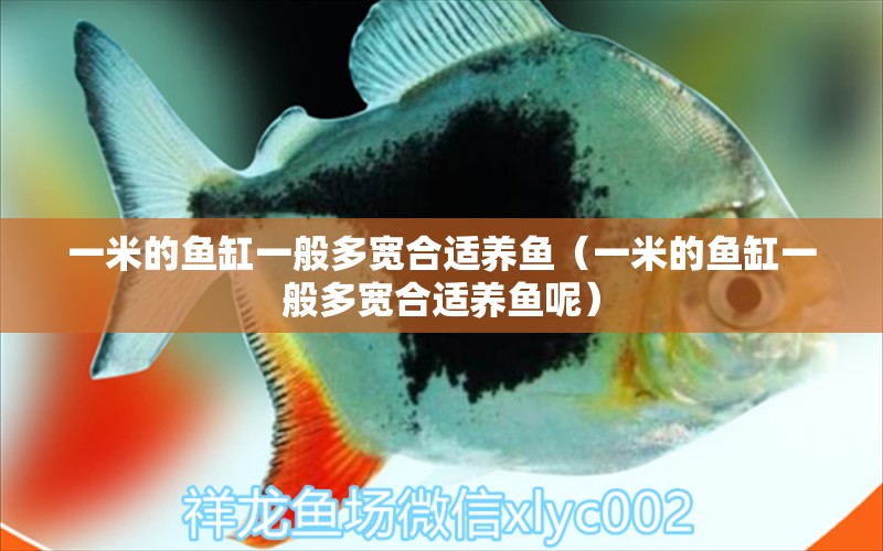 一米的魚缸一般多寬合適養(yǎng)魚（一米的魚缸一般多寬合適養(yǎng)魚呢）