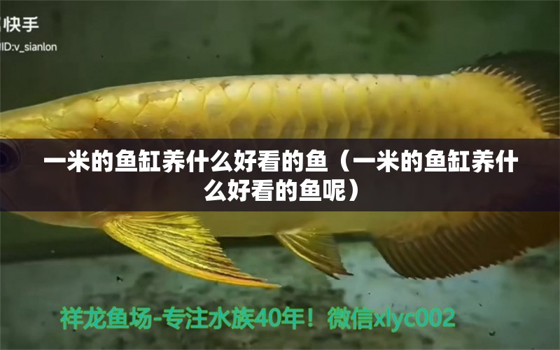 一米的魚缸養(yǎng)什么好看的魚（一米的魚缸養(yǎng)什么好看的魚呢） 魚缸百科