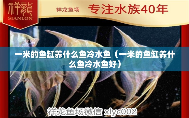 一米的魚缸養(yǎng)什么魚冷水魚（一米的魚缸養(yǎng)什么魚冷水魚好） 魚缸百科