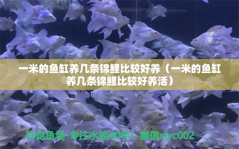 一米的魚缸養(yǎng)幾條錦鯉比較好養(yǎng)（一米的魚缸養(yǎng)幾條錦鯉比較好養(yǎng)活）