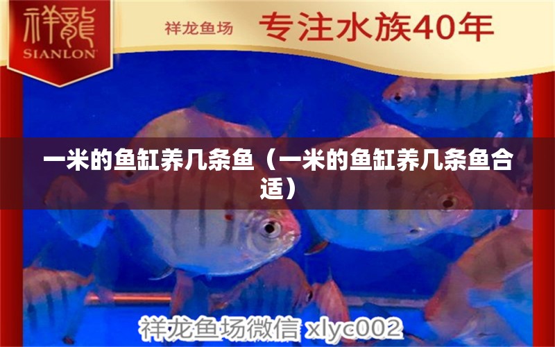 一米的魚(yú)缸養(yǎng)幾條魚(yú)（一米的魚(yú)缸養(yǎng)幾條魚(yú)合適） 魚(yú)缸百科