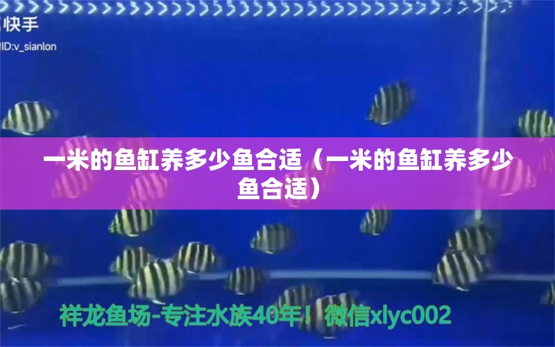 一米的魚缸養(yǎng)多少魚合適（一米的魚缸養(yǎng)多少魚合適）