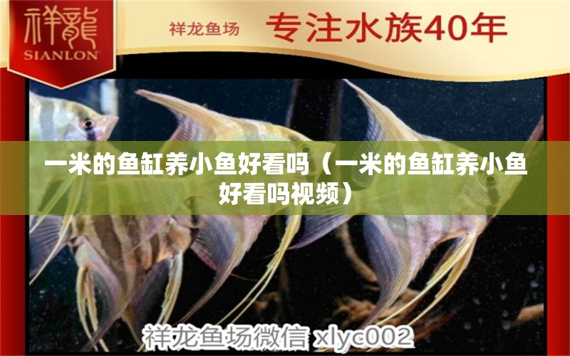 一米的魚缸養(yǎng)小魚好看嗎（一米的魚缸養(yǎng)小魚好看嗎視頻） 魚缸百科