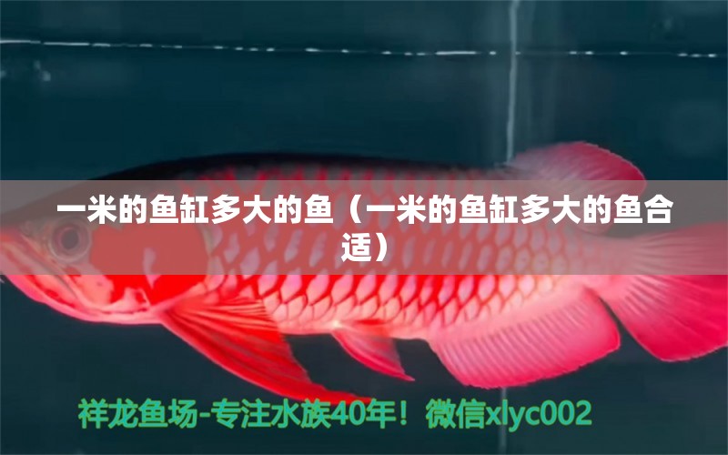 一米的魚缸多大的魚（一米的魚缸多大的魚合適） 魚缸百科