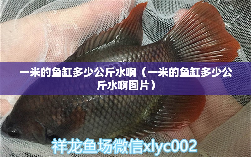 一米的魚缸多少公斤水?。ㄒ幻椎聂~缸多少公斤水啊圖片） 魚缸百科