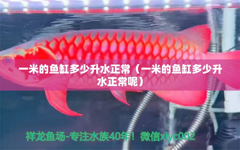 一米的魚(yú)缸多少升水正常（一米的魚(yú)缸多少升水正常呢）