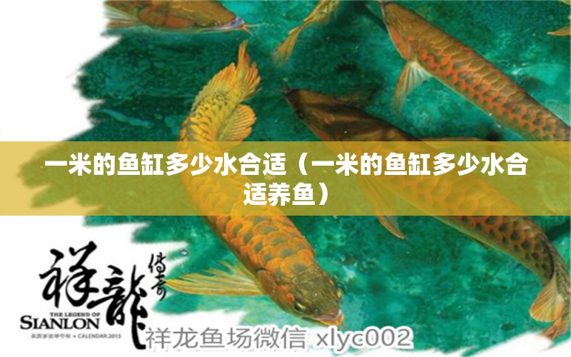 一米的魚(yú)缸多少水合適（一米的魚(yú)缸多少水合適養(yǎng)魚(yú)） 魚(yú)缸百科