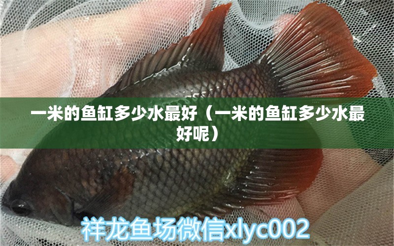 一米的魚缸多少水最好（一米的魚缸多少水最好呢）