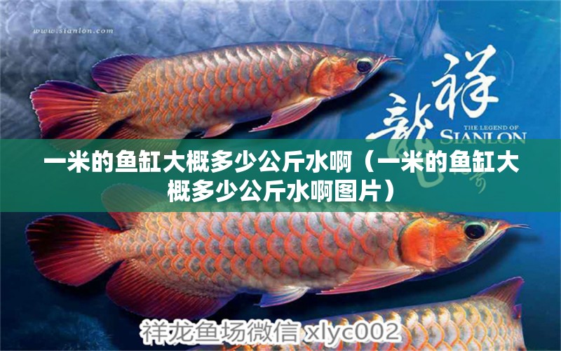 一米的魚缸大概多少公斤水?。ㄒ幻椎聂~缸大概多少公斤水啊圖片） 魚缸百科