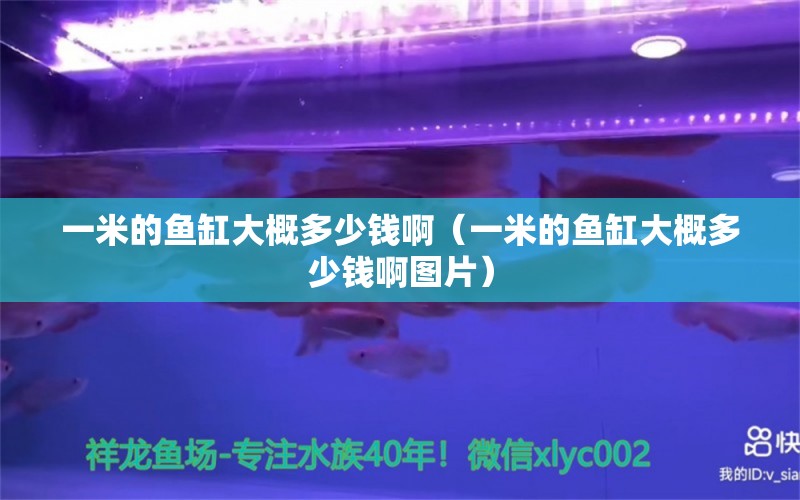 一米的魚缸大概多少錢?。ㄒ幻椎聂~缸大概多少錢啊圖片）