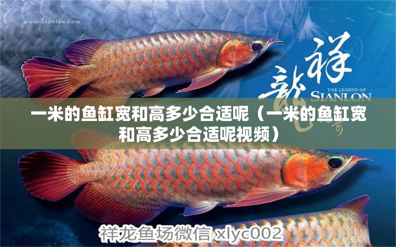 一米的魚(yú)缸寬和高多少合適呢（一米的魚(yú)缸寬和高多少合適呢視頻）