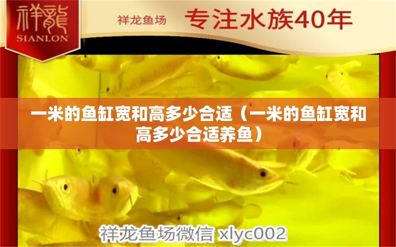 一米的魚缸寬和高多少合適（一米的魚缸寬和高多少合適養(yǎng)魚）