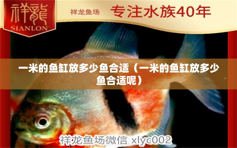 一米的魚(yú)缸放多少魚(yú)合適（一米的魚(yú)缸放多少魚(yú)合適呢）