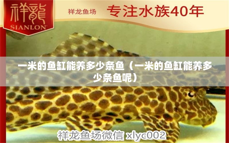 一米的魚(yú)缸能養(yǎng)多少條魚(yú)（一米的魚(yú)缸能養(yǎng)多少條魚(yú)呢）