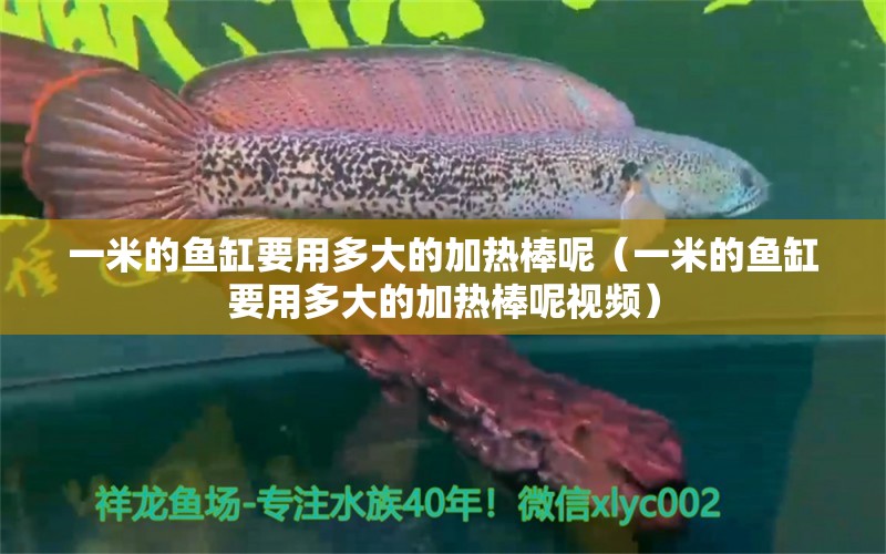 一米的魚缸要用多大的加熱棒呢（一米的魚缸要用多大的加熱棒呢視頻） 魚缸百科