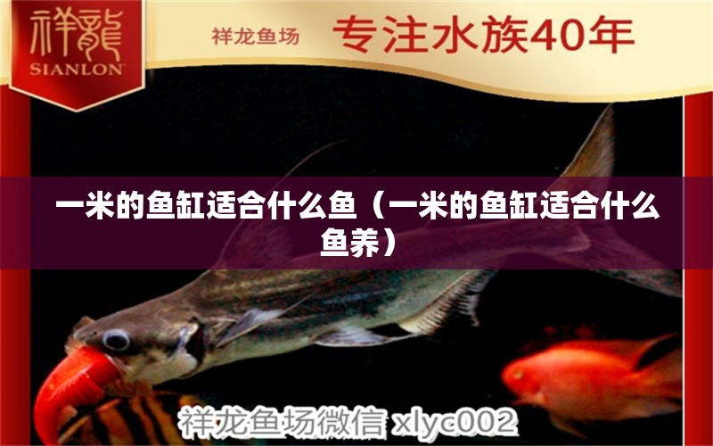 一米的魚缸適合什么魚（一米的魚缸適合什么魚養(yǎng)）