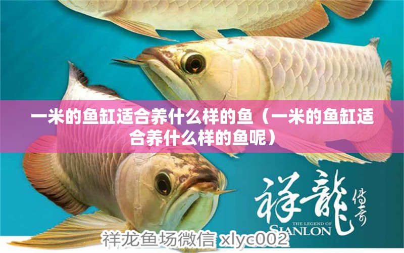 一米的魚缸適合養(yǎng)什么樣的魚（一米的魚缸適合養(yǎng)什么樣的魚呢）