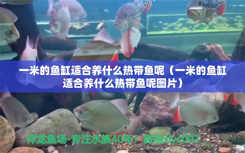 一米的魚缸適合養(yǎng)什么熱帶魚呢（一米的魚缸適合養(yǎng)什么熱帶魚呢圖片）