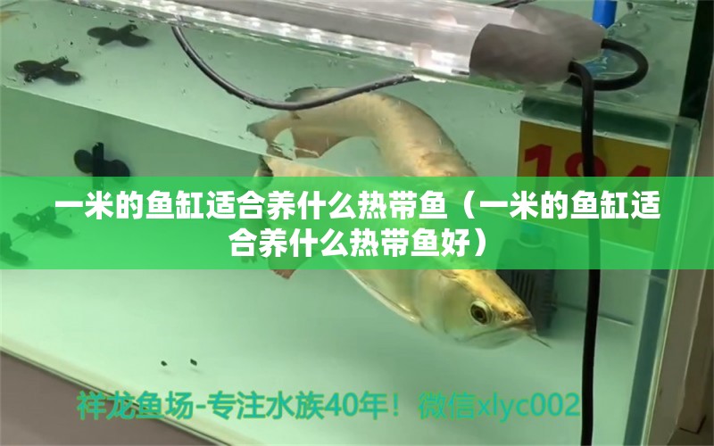 一米的魚缸適合養(yǎng)什么熱帶魚（一米的魚缸適合養(yǎng)什么熱帶魚好）