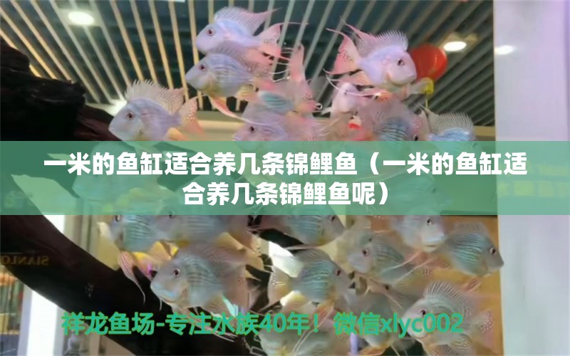 一米的魚缸適合養(yǎng)幾條錦鯉魚（一米的魚缸適合養(yǎng)幾條錦鯉魚呢）