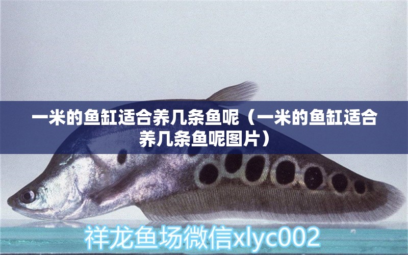 一米的魚(yú)缸適合養(yǎng)幾條魚(yú)呢（一米的魚(yú)缸適合養(yǎng)幾條魚(yú)呢圖片）