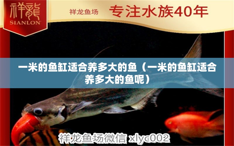 一米的魚缸適合養(yǎng)多大的魚（一米的魚缸適合養(yǎng)多大的魚呢）