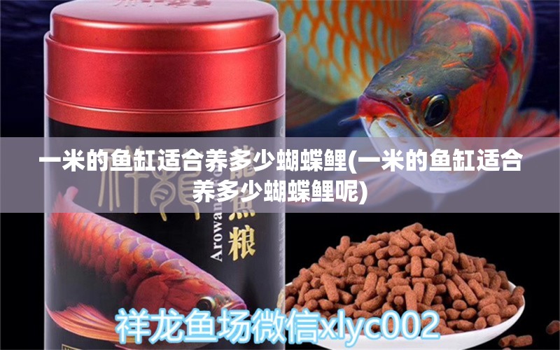 一米的魚缸適合養(yǎng)多少蝴蝶鯉(一米的魚缸適合養(yǎng)多少蝴蝶鯉呢) 蝴蝶鯉