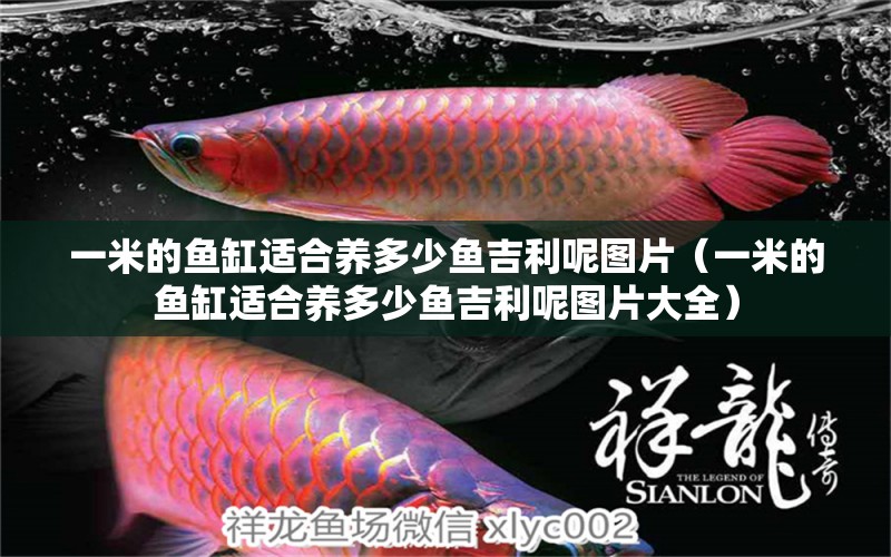 一米的魚缸適合養(yǎng)多少魚吉利呢圖片（一米的魚缸適合養(yǎng)多少魚吉利呢圖片大全） 魚缸百科