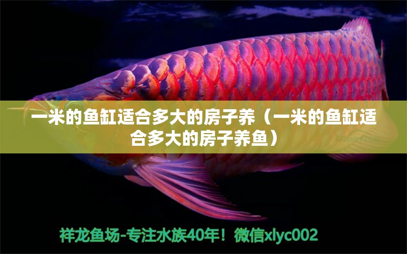 一米的魚缸適合多大的房子養(yǎng)（一米的魚缸適合多大的房子養(yǎng)魚） 魚缸百科