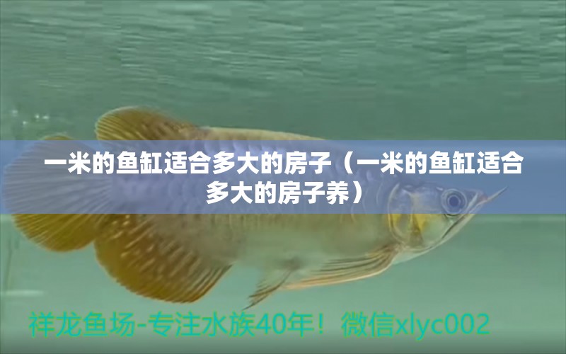 一米的魚缸適合多大的房子（一米的魚缸適合多大的房子養(yǎng)）