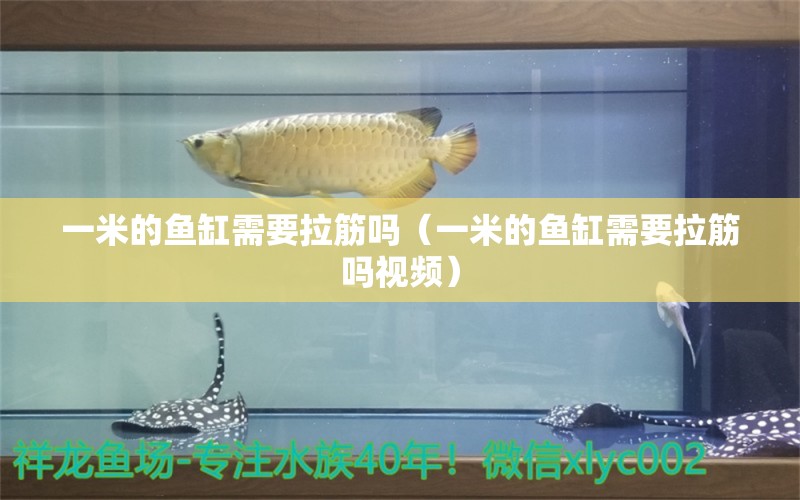 一米的魚(yú)缸需要拉筋嗎（一米的魚(yú)缸需要拉筋嗎視頻） 魚(yú)缸百科