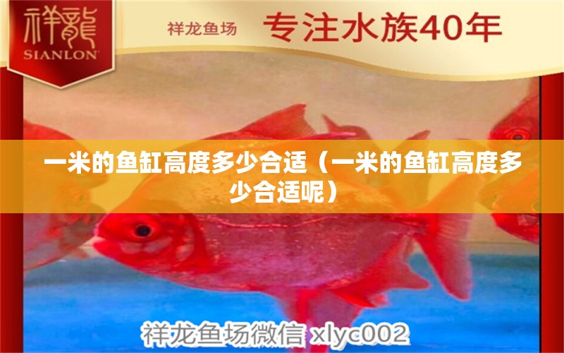 一米的魚缸高度多少合適（一米的魚缸高度多少合適呢）