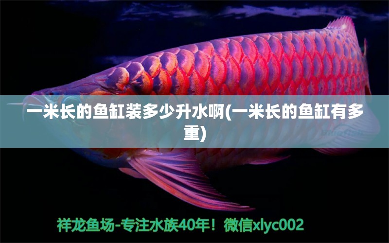 一米長的魚缸裝多少升水啊(一米長的魚缸有多重) 斑馬鴨嘴魚