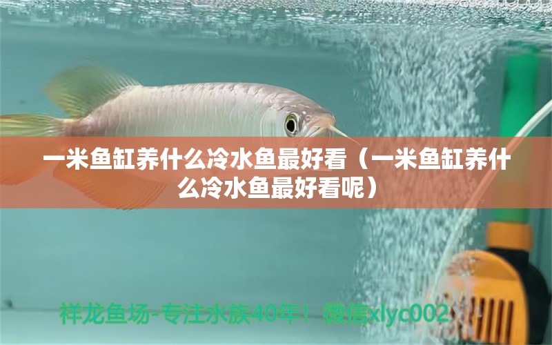 一米魚缸養(yǎng)什么冷水魚最好看（一米魚缸養(yǎng)什么冷水魚最好看呢） 魚缸百科