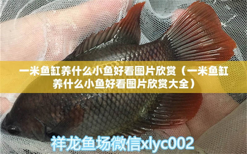 一米魚缸養(yǎng)什么小魚好看圖片欣賞（一米魚缸養(yǎng)什么小魚好看圖片欣賞大全）