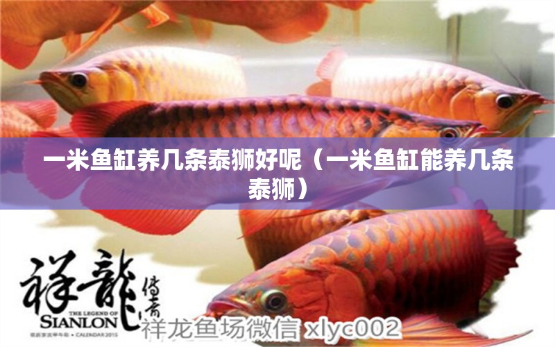 一米魚缸養(yǎng)幾條泰獅好呢（一米魚缸能養(yǎng)幾條泰獅） 祥龍水族護(hù)理水 第1張