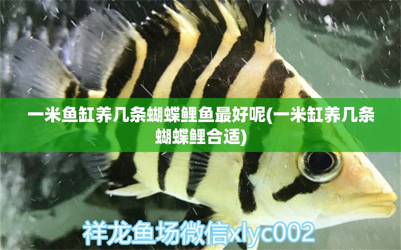 一米魚缸養(yǎng)幾條蝴蝶鯉魚最好呢(一米缸養(yǎng)幾條蝴蝶鯉合適) 蝴蝶鯉