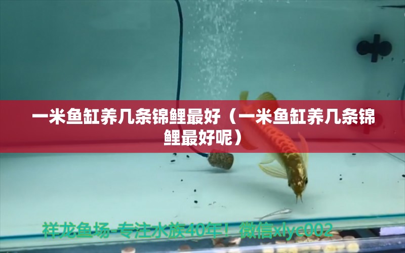 一米魚(yú)缸養(yǎng)幾條錦鯉最好（一米魚(yú)缸養(yǎng)幾條錦鯉最好呢）