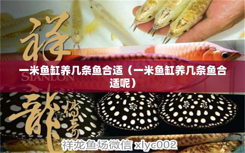 一米魚缸養(yǎng)幾條魚合適（一米魚缸養(yǎng)幾條魚合適呢） 魚缸百科