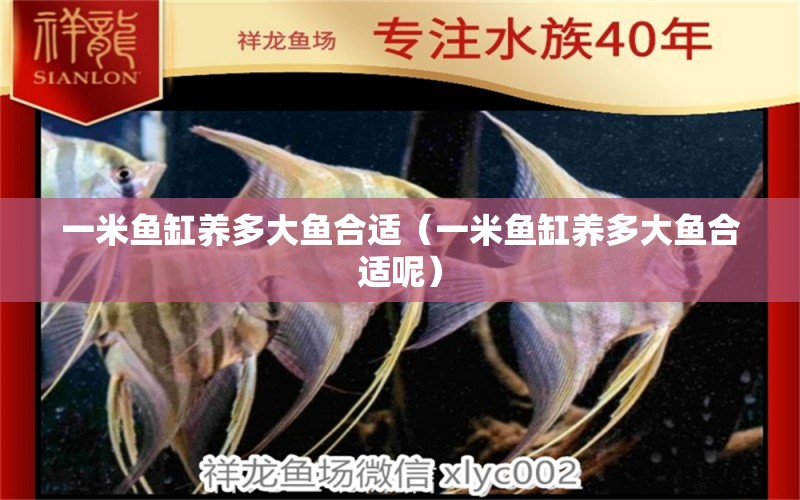 一米魚缸養(yǎng)多大魚合適（一米魚缸養(yǎng)多大魚合適呢）