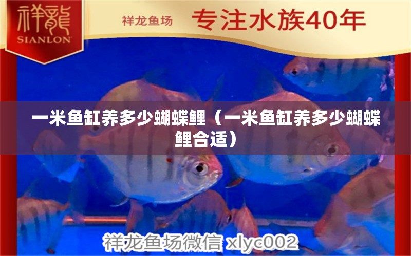 一米魚缸養(yǎng)多少蝴蝶鯉（一米魚缸養(yǎng)多少蝴蝶鯉合適）