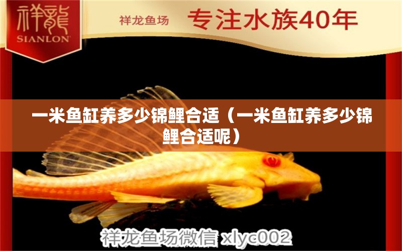 一米魚缸養(yǎng)多少錦鯉合適（一米魚缸養(yǎng)多少錦鯉合適呢）