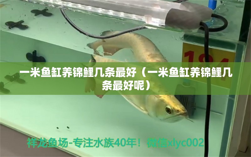 一米魚缸養(yǎng)錦鯉幾條最好（一米魚缸養(yǎng)錦鯉幾條最好呢）