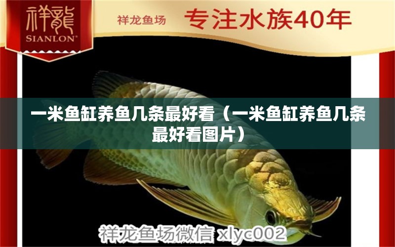 一米魚缸養(yǎng)魚幾條最好看（一米魚缸養(yǎng)魚幾條最好看圖片） 魚缸百科